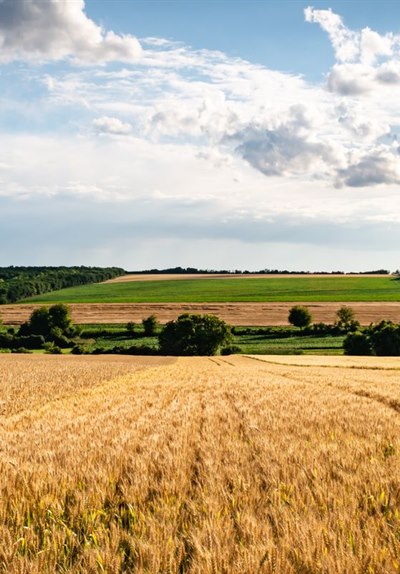 Agriculture